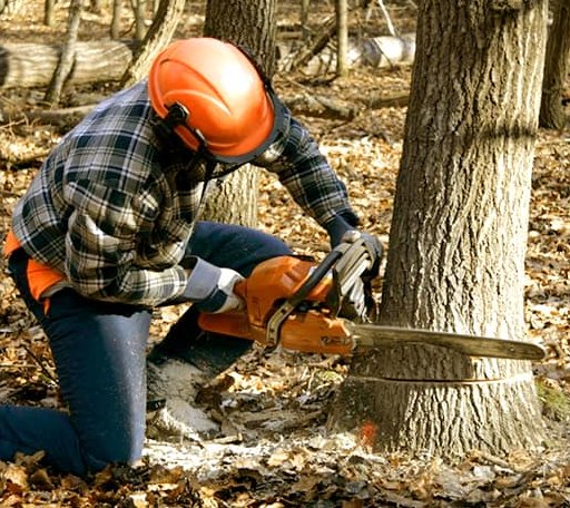 Tree Removal in Chunky, MS